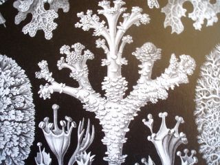 Sea Creatures Ernst Haeckel Ocean Print Life Lichenes