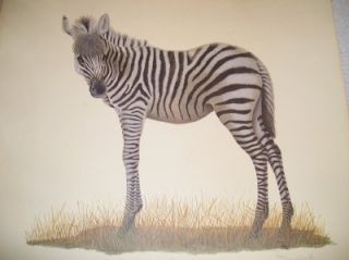 FARNSWORTH PRINT YOUNG ZEBRA HERITAGE GALLERY KY