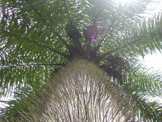 Fast Growing RARE Acrocomia Aculeata Macaw Palm Edible Fruit Live