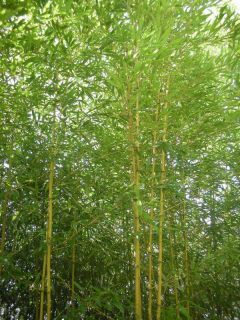 Fast Grow Cold Hardy Humilis Bamboo Screen Plant 5 Gal