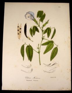 Lot of 7 Botanical Lithographs 1842 New York Endicott