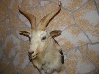 Beautiful Feral Goat Head Mount on Shield Taxidermy