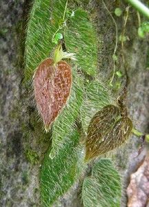 hairy terarrium plant shingling ficus villosa