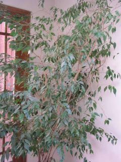 Healthy Live Ficus Tree About 7 Feet Tall Indoor Plant