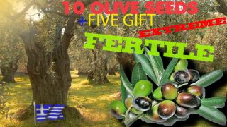  Olive Seeds 10 5GIFT Seeds Bonsai Olea Europaea Extreme Fertile