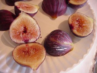  Turkey Fig Tree cuttings 8 for Rooting Sweet Juicy Dark Figs