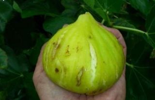 The JIN AO FEN biggest Fruit FIG Cuttings GROW YOUR OWN PLANT