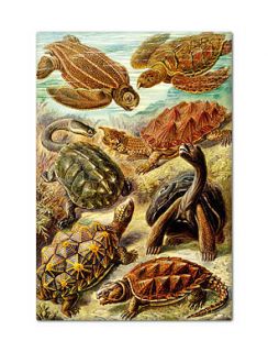 Ernst Haeckel Chelonia Turtles Beautiful Fridge Magnet