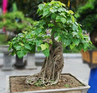  Indian Sacred fig Tree seeds Ficus religiosa Bonsai Peepal Buddha Tree