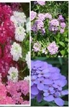 Iberis Gibraltarica Candytuft Easy Fast Growing Plant