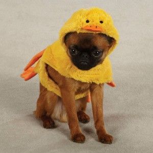  DUCK Pup Dog Halloween Clothes Ducky Pet Puppy Costume XS, S, M, L, XL