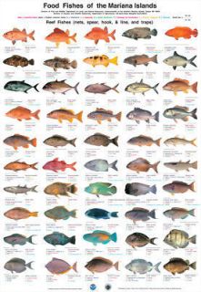 Coral Reef Fishes Mariana Islands Giclee Poster 24 36