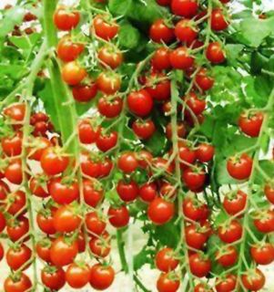 30pcs Cherry Tomatoes Plant Food Fruit Seeds DIY Garden