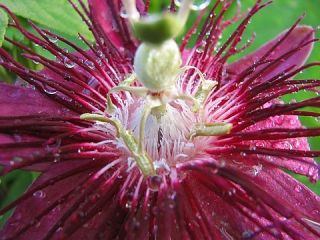 Lady Margaret Passion Flower Plant   Passiflora   4 Pot