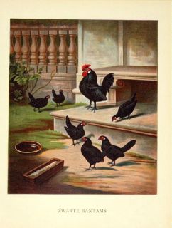 Antique Print Chicken Poultry Black Bantams Förster 1888