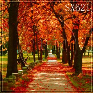 Autumn Tree Outdoor Fall 10x10 CP Scenic Photo Background Backdrop