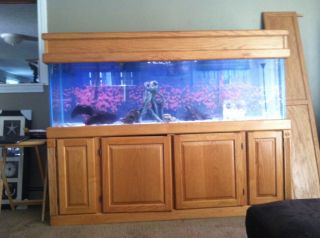 125 Gallon Fish Tank Stand Hood Canopy Filter Lights Etc Local pick up