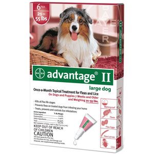 are protected against flea bites with advantage ii pet meds