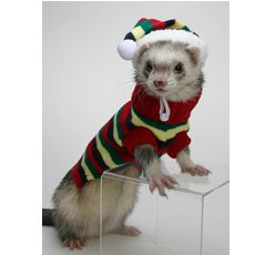 Your Choice Ferret Clothes Sweater Hat Set Soft Comfortable SM or Med
