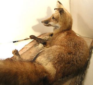 Vintage Taxidermy Mount Red Fox Adult 1997 Reclining