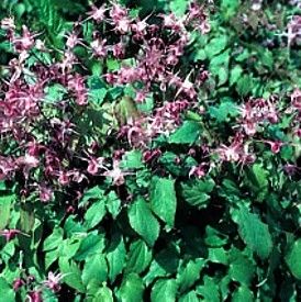 Roseum Bishop Cap Perennial Plant Epimedium Shade