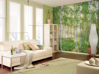 Sunday Bright Aspen Forest Trees Wallpaper Photo Mural