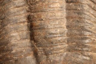 Asaphellus Stubbsi Trilobite Lower Ordovician Morocco