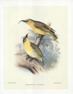 Frederick Frohawk Print Endemic Hawaiian Bird Akiapolaau