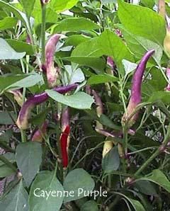  10 Purple Cayenne Pepper Seeds