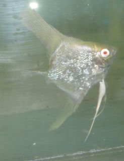 Albino Pearlscale Angel Fish For Live Freshwater Aquarium Fish