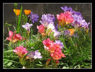 20 FREESIA MIXED SUMMER FLOWERING GARDENING BULBS
