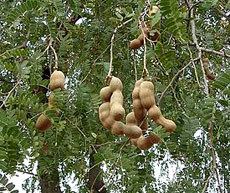 Tamarind Seed Tamarindus Indica Fruit Tree Seeds