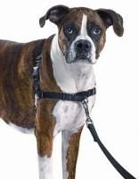 Premier Gentle Leader Easy Walk Harness for Dogs All Sizes