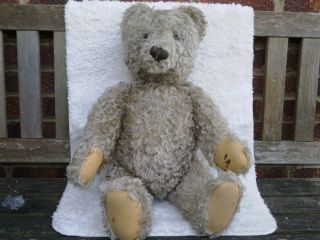 Giant Very Old and Valuable Steiff Teddy with Raised Script Button