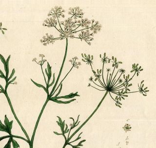 1774 Antique Botanical Print Genevieve Regnaults Anise