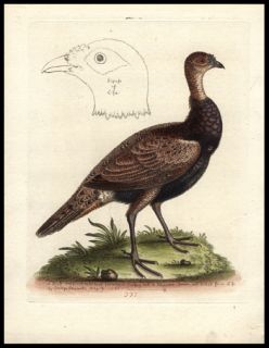 1764 George Edwards First Edition Hand Color Antique Bird Print Turkey