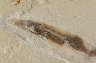 Extra Fossil Fish Ginsburgia and Squid Doroteuthis with Soft Parts