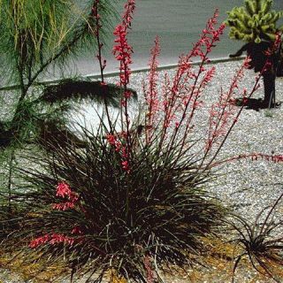 Hesperaloe Parviflora Red Yucca Seeds