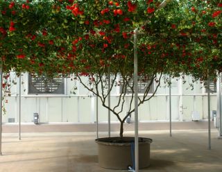 Tomato Giant Italian Tree Vines Can Grow To 25 Feet Or More 15
