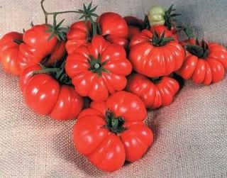 Costoluto Genovese  the Ugly Tomato 25 Seeds Pase New