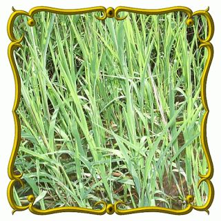 oz Rice Cut Grass Bulk Wild Grass Seeds