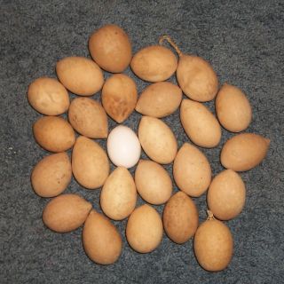 24 Dry Clean Egg Gourds Great Ornaments or Primitives