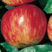 Red Gravenstein Apple Tree Standard