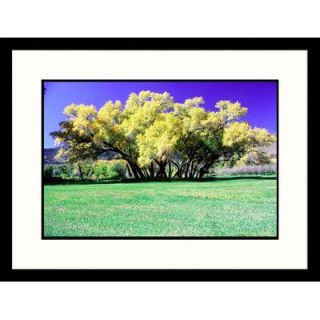 Great American Picture Field of Cottonwood Trees, Colorado Framed