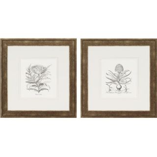 Paragon Flower Impressions Hyacinthus/Cinera Set of Two Framed Print