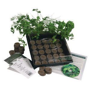  Culinary Herb Garden Starter Kit Start Growing Fresh Herbs & Spices