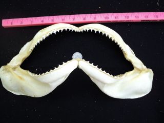  14" Shark Jaw Teeth Taxidermy Fish Sharks D
