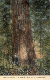1915 SEATTLE, WA.~THE ROOSEVELT TREE RAVENNA PARK