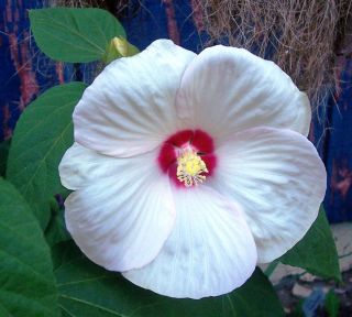 Live Plant ✿ Rosy Eye Hibiscus ✿ Winter Hardy Plant