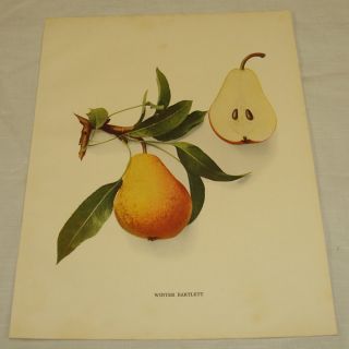  Antique Print/WINTER BARTLETT PEARS/From Pears of New York, by Hedrick